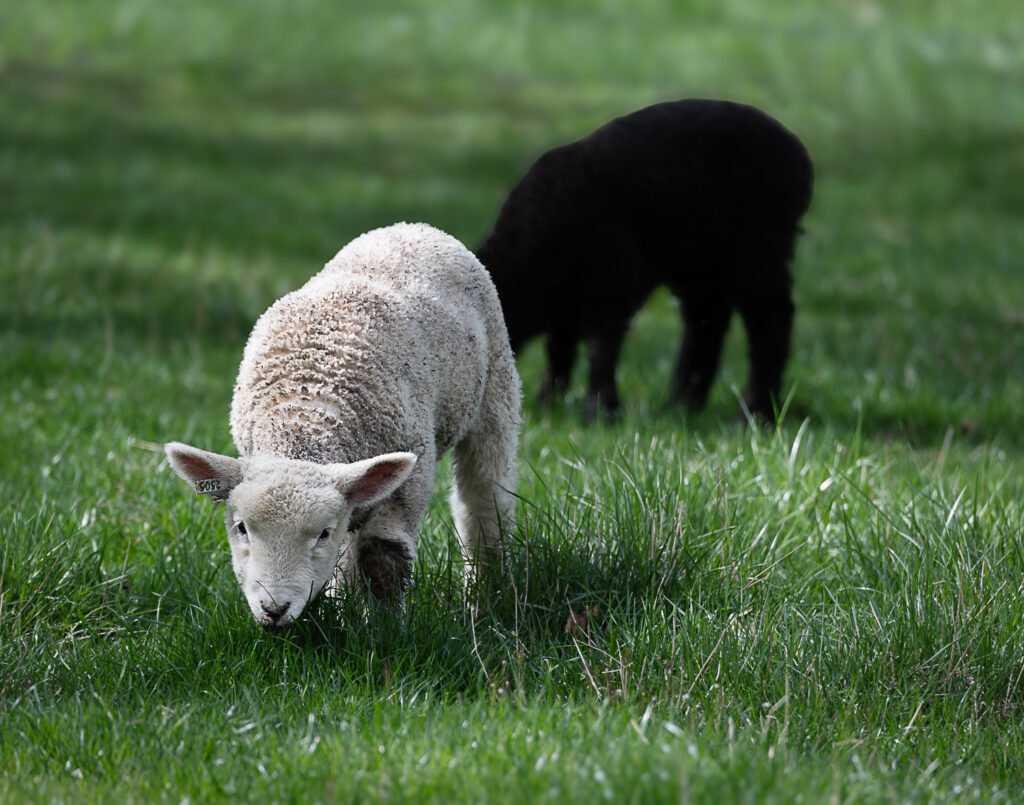 Five-week-old AI ram lamb (born March 2025; first day on pasture). This ram lamb (a twin) was conceived by semen from a ram owned by Avalon Genetics that was ranked #2 in NZ's most recent "Low Input Progeny Trial". This ram lamb had an adjusted 60-day weight of 73 lb, and was born out of a ewe sired by a Mt. Guardian ram. Photo credit: L. Roberts.